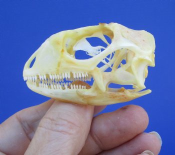 2-3/8 inches Real Iguana Skull for Sale, Beetle Cleaned,  Whitened for <Font color=red> SALE $39.99 </FONT> 