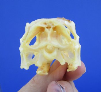 2-3/8 inches Real Iguana Skull for Sale, Beetle Cleaned,  Whitened for <Font color=red> SALE $39.99 </FONT> 