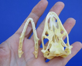 2-3/8 inches Real Iguana Skull for Sale, Beetle Cleaned,  Whitened for <Font color=red> SALE $39.99 </FONT> 