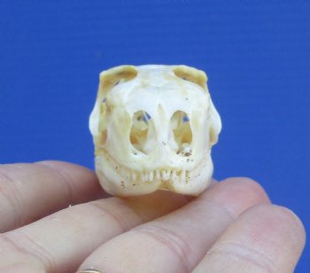 2 inches Real Iguana Skull for Sale, Beetle Cleaned,  Whitened for <Font color=red> SALE $39.99 </FONT> 