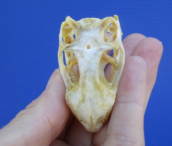 2 inches Real Iguana Skull for Sale, Beetle Cleaned,  Whitened for <Font color=red> SALE $39.99 </FONT> 