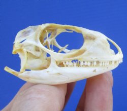 2 inches Real Iguan...