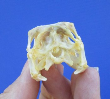 2 inches Real Iguana Skull for Sale, Beetle Cleaned,  Whitened for <Font color=red> SALE $39.99 </FONT> 