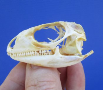 2 inches Real Iguana Skull for Sale, Beetle Cleaned,  Whitened for <Font color=red> SALE $39.99 </FONT> 