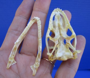 2 inches Real Iguana Skull for Sale, Beetle Cleaned,  Whitened for <Font color=red> SALE $39.99 </FONT> 