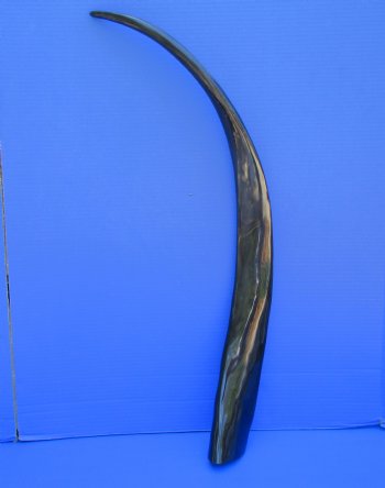 One Long Black Polished Buffalo Horns,  33-1/4 inches - Buy this for $39.99