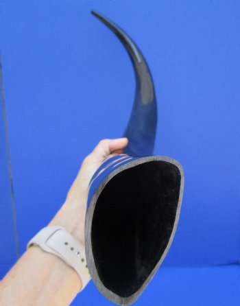 One Long Black Polished Buffalo Horns,  33-1/4 inches - Buy this for $39.99