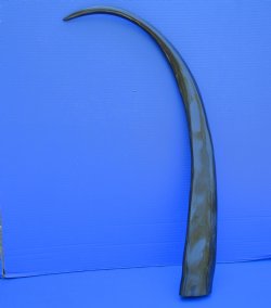 One Long Black Poli...