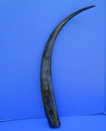One Long Black Polished Buffalo Horns,  32 inches - Buy this for $39.99