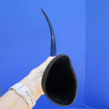 One Long Black Polished Buffalo Horns,  32 inches - Buy this for $39.99