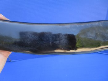 One Long Black Polished Buffalo Horns,  32 inches - Buy this for $39.99