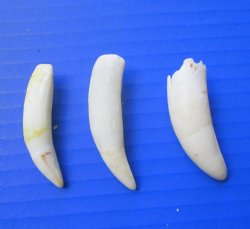 Three Genuine 2&quo...