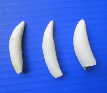 Three Genuine 2" to 2-3/8", Florida Alligator Teeth -  Real Gator Teeth - $19.99