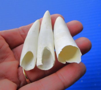 Three Genuine 2" to 2-3/8", Florida Alligator Teeth -  Real Gator Teeth - $19.99