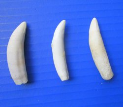 Three Genuine 2&quo...