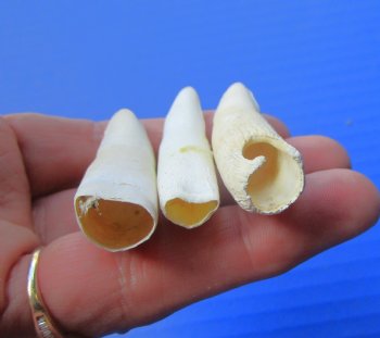 Three Genuine 2" to 2-3/8", Florida Alligator Teeth -  Real Gator Teeth - $19.99