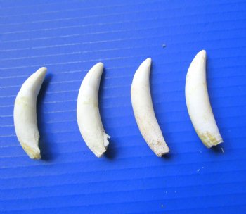 Four 2-5/8 to 2-3/8 inches Florida Alligator Teeth -  Real Gator Teeth  - Buy these for $8.75 each