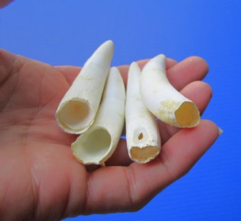 Four 2-5/8 to 2-3/8 inches Florida Alligator Teeth -  Real Gator Teeth  - Buy these for $8.75 each