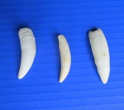 Three Authentic 2&q...