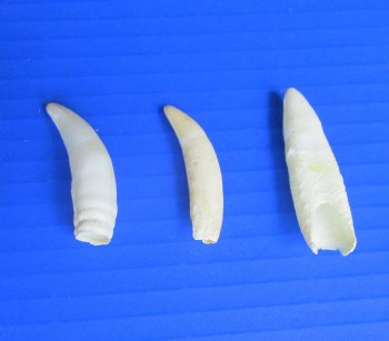 Three Authentic 2" to 2-3/8", Florida Alligator Teeth -  Real Gator Teeth - $19.99