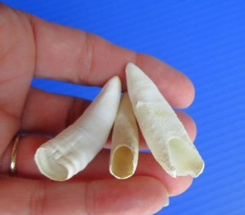 Three Authentic 2" to 2-3/8", Florida Alligator Teeth -  Real Gator Teeth - $19.99