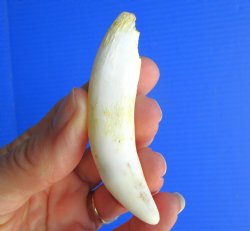 Authentic 3.25" Florida Alligator Tooth -  Real XL Gator Tooth - $19.99