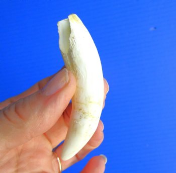 Authentic 3.25" Florida Alligator Tooth -  Real XL Gator Tooth - $19.99