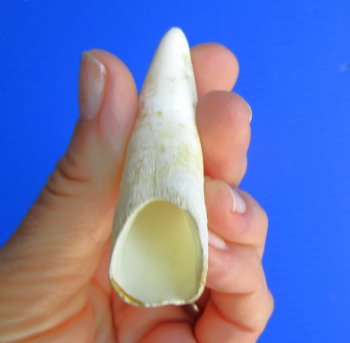 Authentic 3.25" Florida Alligator Tooth -  Real XL Gator Tooth - $19.99