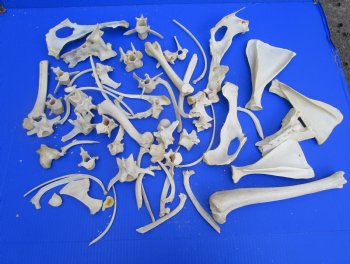 3.3 Pounds Assorted Animal Bones of Wild Hog and Whitetail Deer 1 to 10 inches for $11.25 a pound