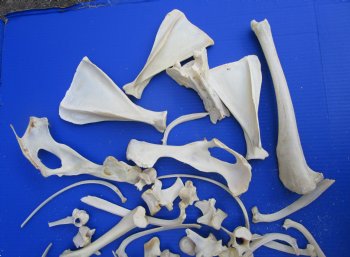 3.3 Pounds Assorted Animal Bones of Wild Hog and Whitetail Deer 1 to 10 inches for $11.25 a pound