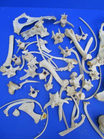 3.3 Pounds Assorted Animal Bones of Wild Hog and Whitetail Deer 1 to 10 inches for $11.25 a pound