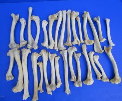 30 Authentic Deer Bones 7 to 11-1/4 inches  <font color=red> Blowout Sale</font> $1 each
