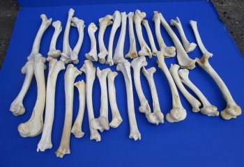 30 Authentic Deer Bones 7 to 11-1/4 inches  <font color=red> Blowout Sale</font> $1 each
