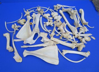  Bulk Real Animal Bones 3.5lbs - Wild Boar & Whitetail Deer Craft Mix for $11.25 a pound