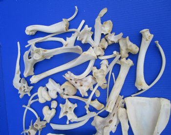  Bulk Real Animal Bones 3.5lbs - Wild Boar & Whitetail Deer Craft Mix for $11.25 a pound
