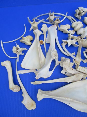  Bulk Real Animal Bones 3.5lbs - Wild Boar & Whitetail Deer Craft Mix for $11.25 a pound