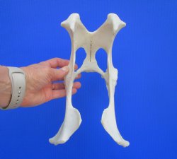 Authentic Whitetail Deer Pelvis Bone for Crafts & Taxidermy Art - Buy for $14.99
