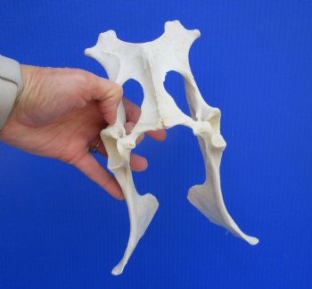 Authentic Whitetail Deer Pelvis Bone for Crafts & Taxidermy Art - Buy for $14.99