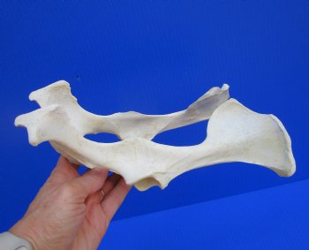 Authentic Whitetail Deer Pelvis Bone for Crafts & Taxidermy Art - Buy for $14.99