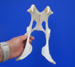 Authentic Whitetail Deer Pelvis Bone for Crafts & Taxidermy Art - Buy for $14.99