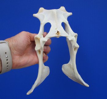 Authentic Whitetail Deer Pelvis Bone for Crafts & Taxidermy Art - Buy for $14.99