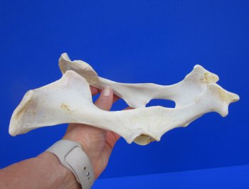 Authentic Whitetail Deer Pelvis Bone for Crafts & Taxidermy Art - Buy for $14.99