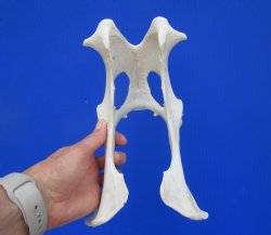 Whitetail Deer Pelvis Bone,9"x 5-7/8" - Buy for $14.99