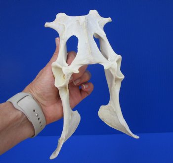 Whitetail Deer Pelvis Bone,9"x 5-7/8" - Buy for $14.99