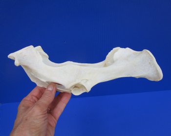 Whitetail Deer Pelvis Bone,9"x 5-7/8" - Buy for $14.99