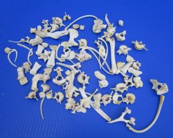 100 Real Animal Bones Assortment (Small to Medium) - .53 each