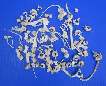 100 Real Animal Bones Assortment (Small to Medium) - .53 each