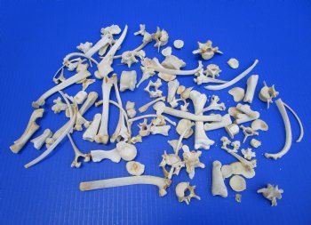 100 Assorted Animal Bones 1/2 to 6 inches for .53 each