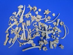 100 Assorted Animal Bones 1/2 to 6 inches for .53 each