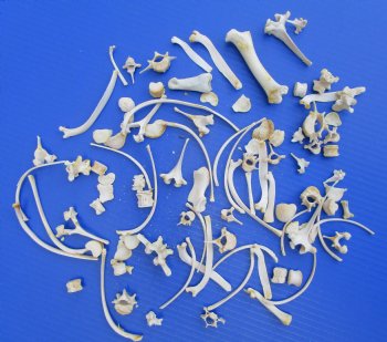100 Assorted Animal Bones 1/2 to 4-1/2 inches for .53 each